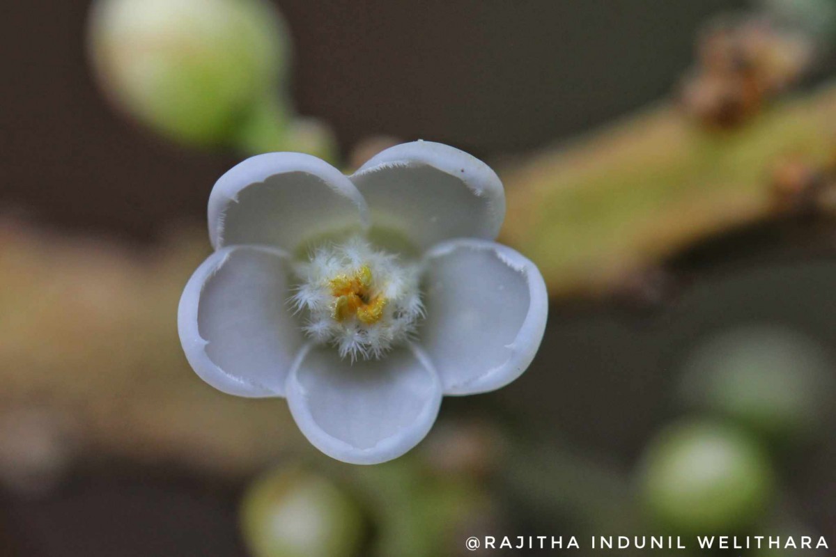 Lepisanthes erecta (Thwaites) Leenh.